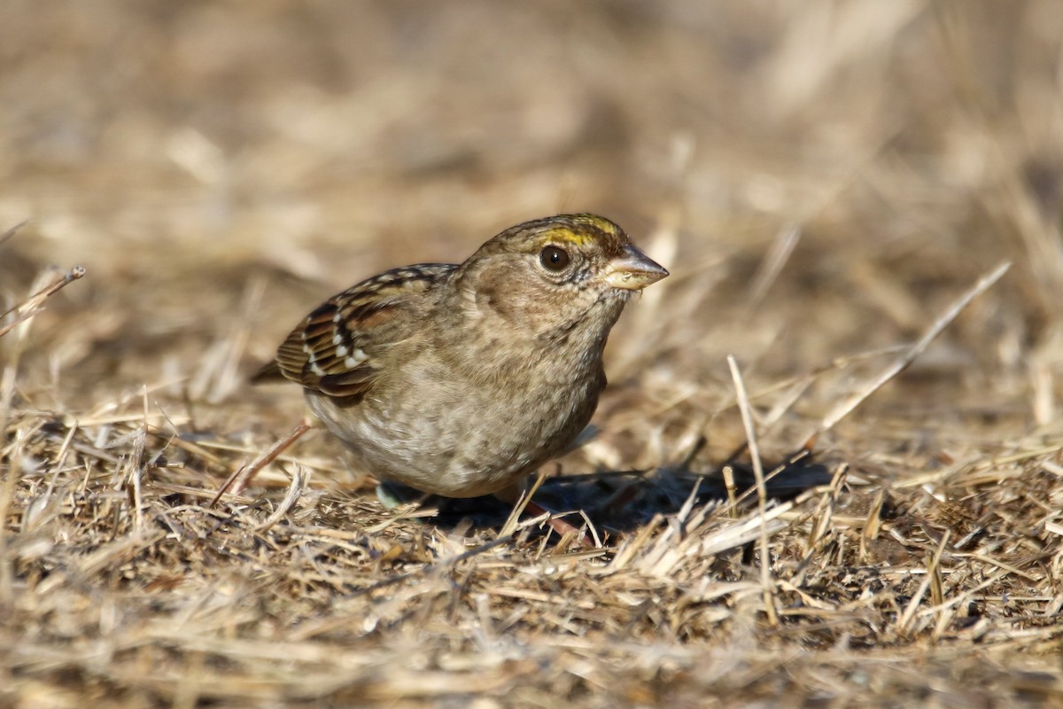 Golden-crowned Sparrow - ML627832014