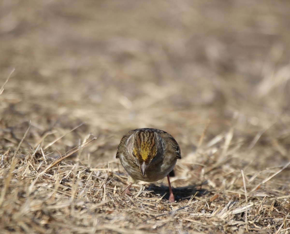 Golden-crowned Sparrow - ML627832016