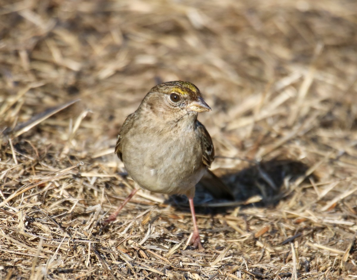 Golden-crowned Sparrow - ML627832017