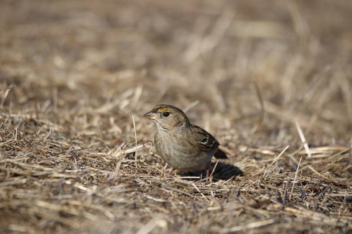 Golden-crowned Sparrow - ML627832018