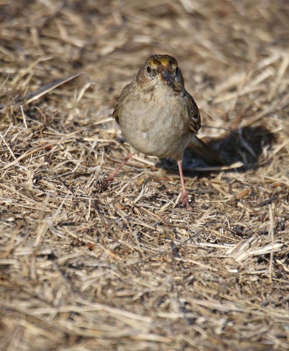 Golden-crowned Sparrow - ML627832019