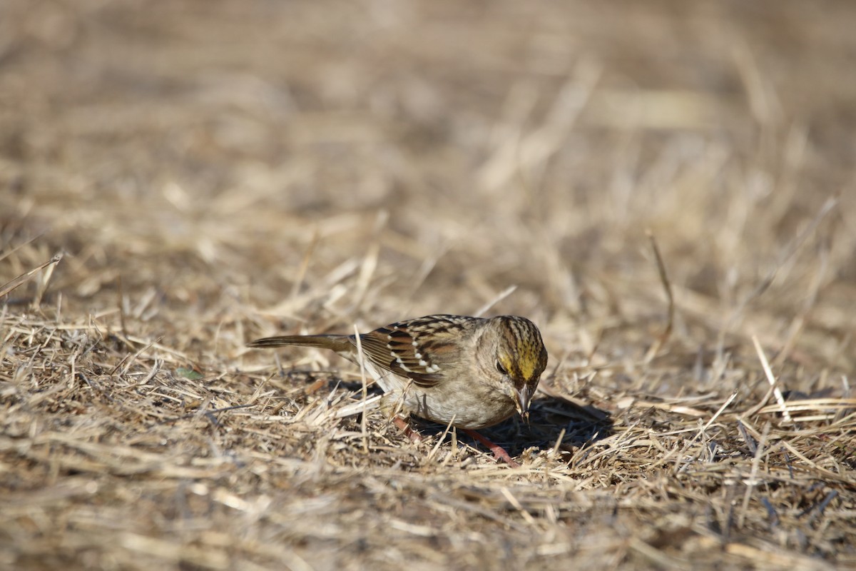 Golden-crowned Sparrow - ML627832020