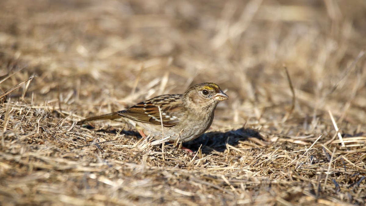 Golden-crowned Sparrow - ML627832021