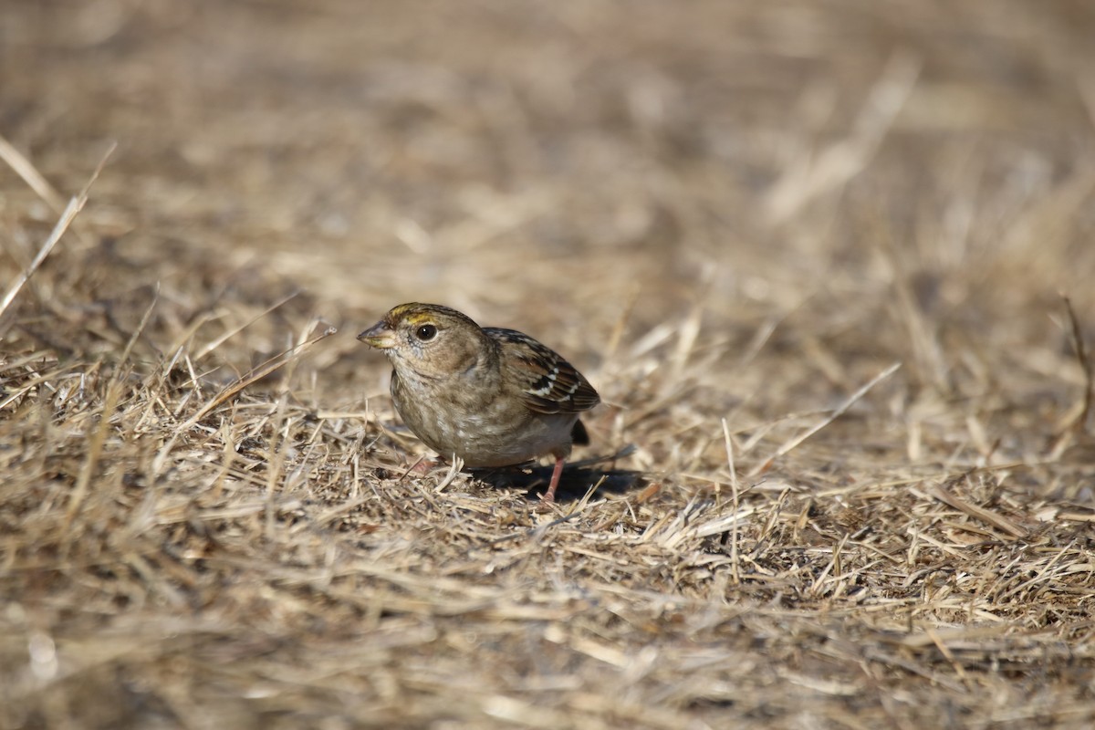 Golden-crowned Sparrow - ML627832022