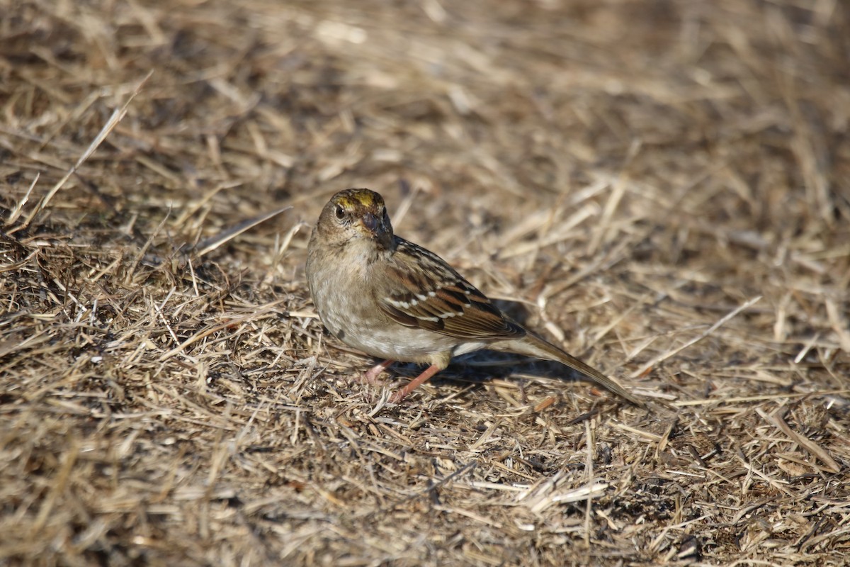 Golden-crowned Sparrow - ML627832023