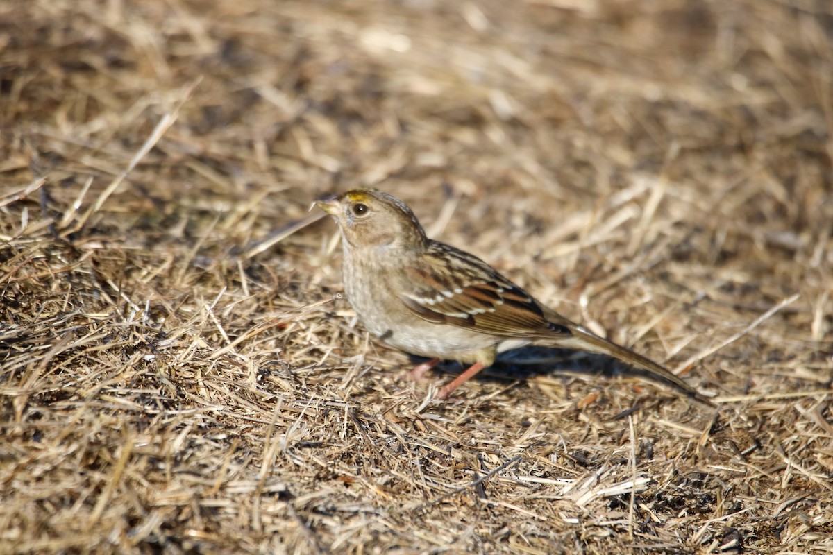 Golden-crowned Sparrow - ML627832024