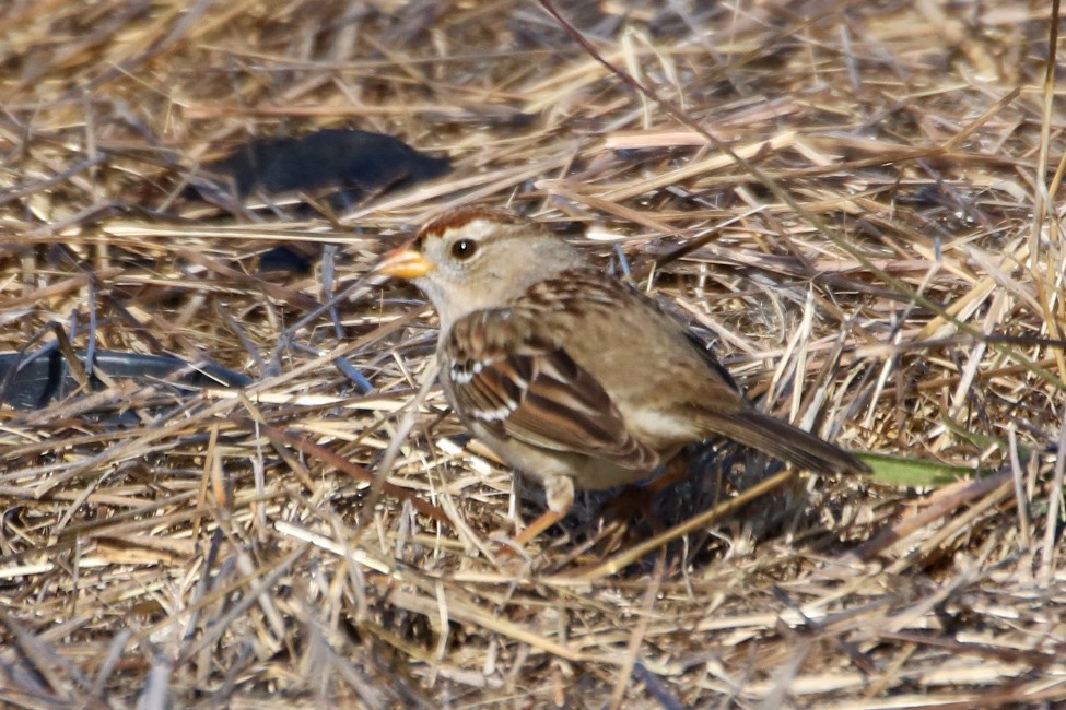 White-crowned Sparrow - ML627832034