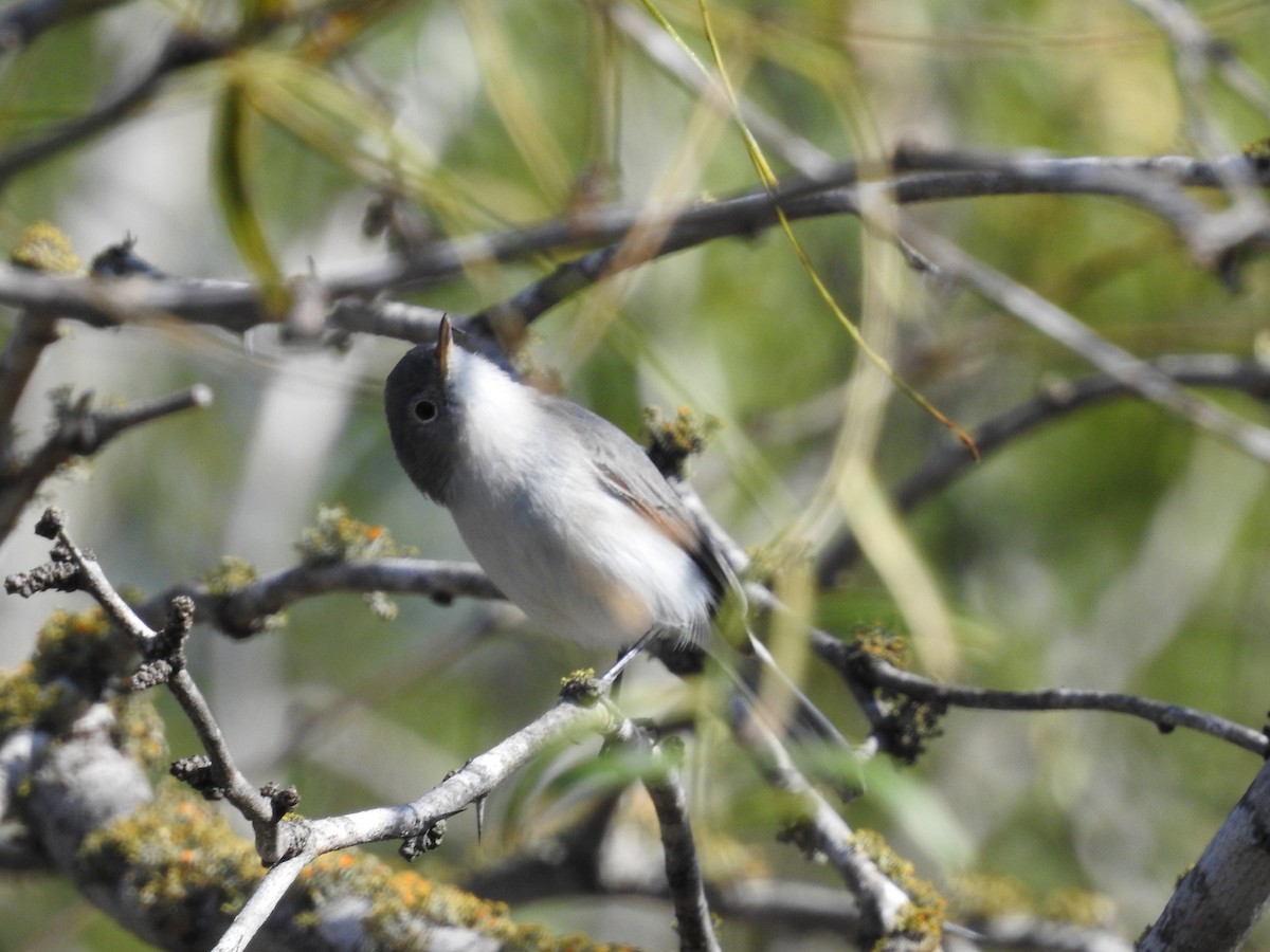 Blue-gray Gnatcatcher - ML627832043