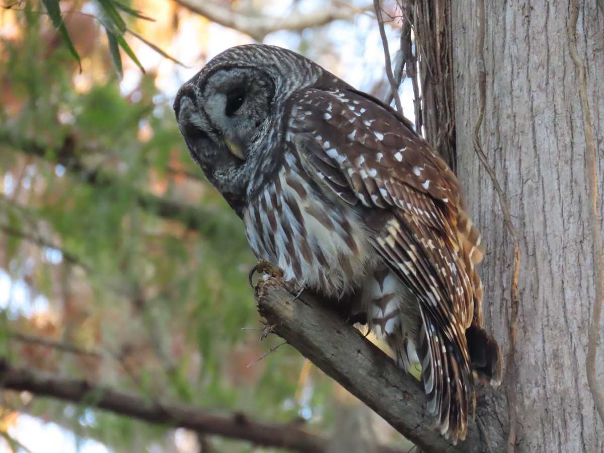 Barred Owl - ML627832045