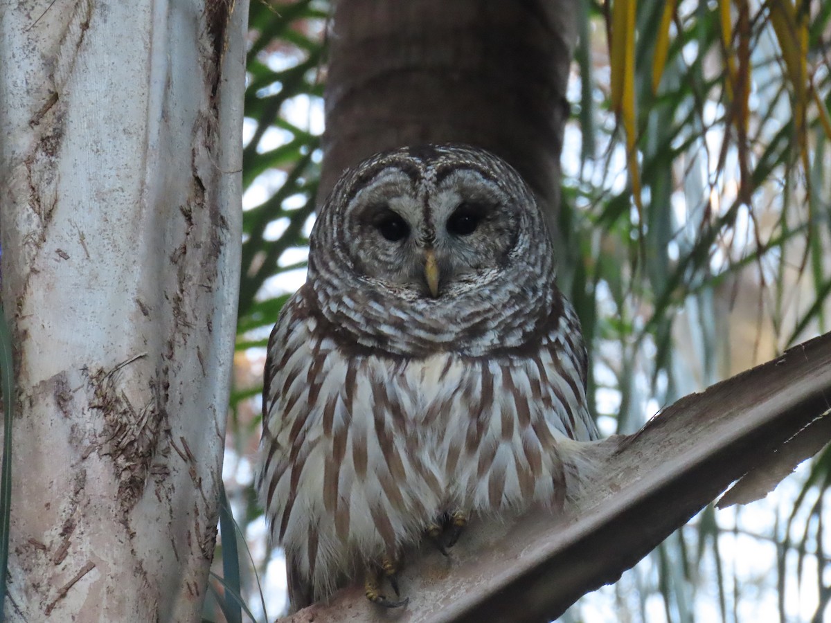 Barred Owl - ML627832046