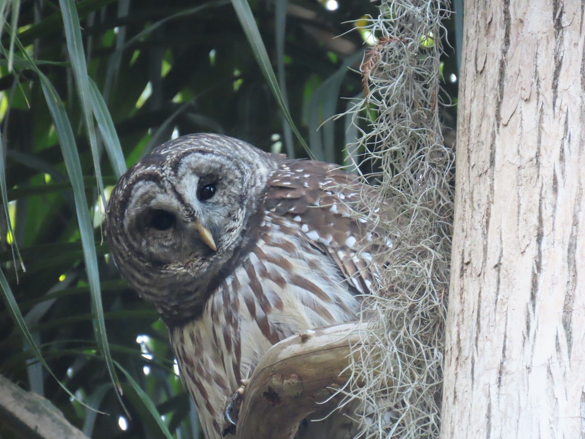 Barred Owl - ML627832047