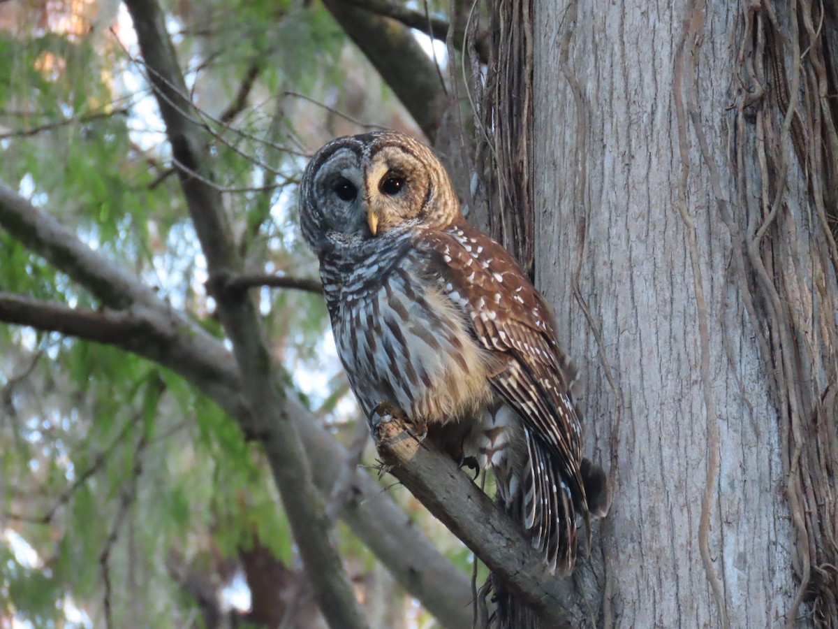 Barred Owl - ML627832048