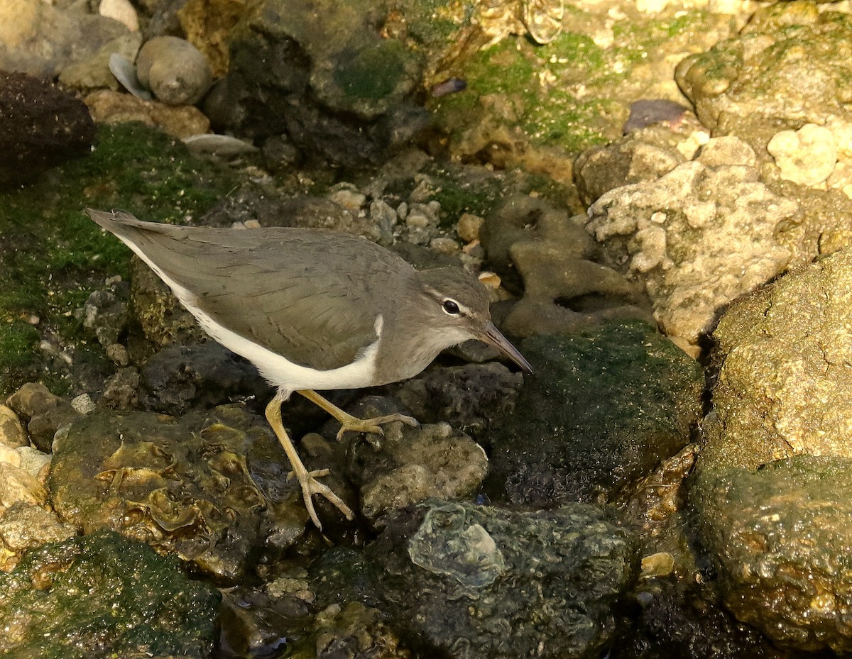 pisík americký - ML627832049