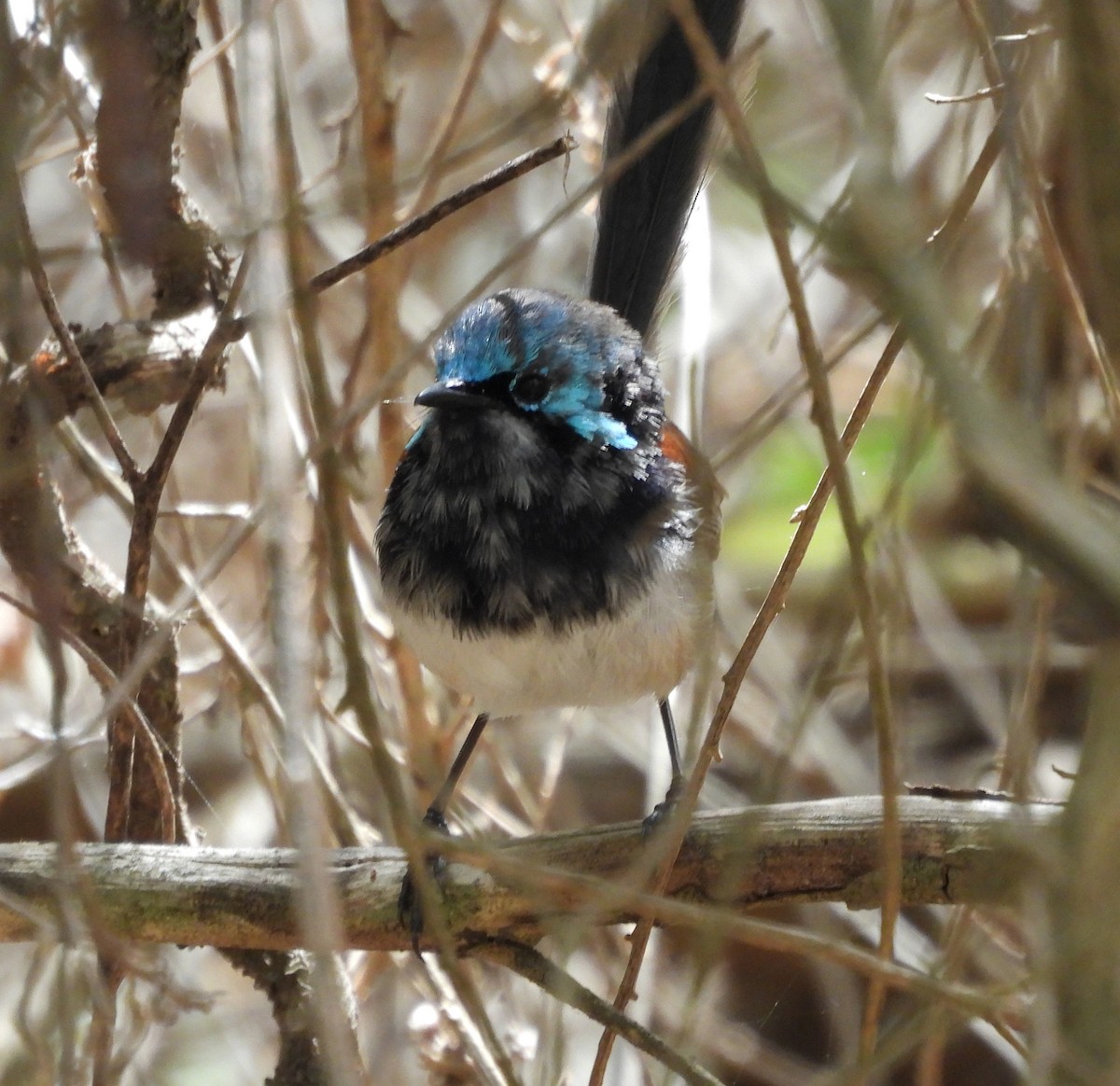 Red-winged Fairywren - ML627832059