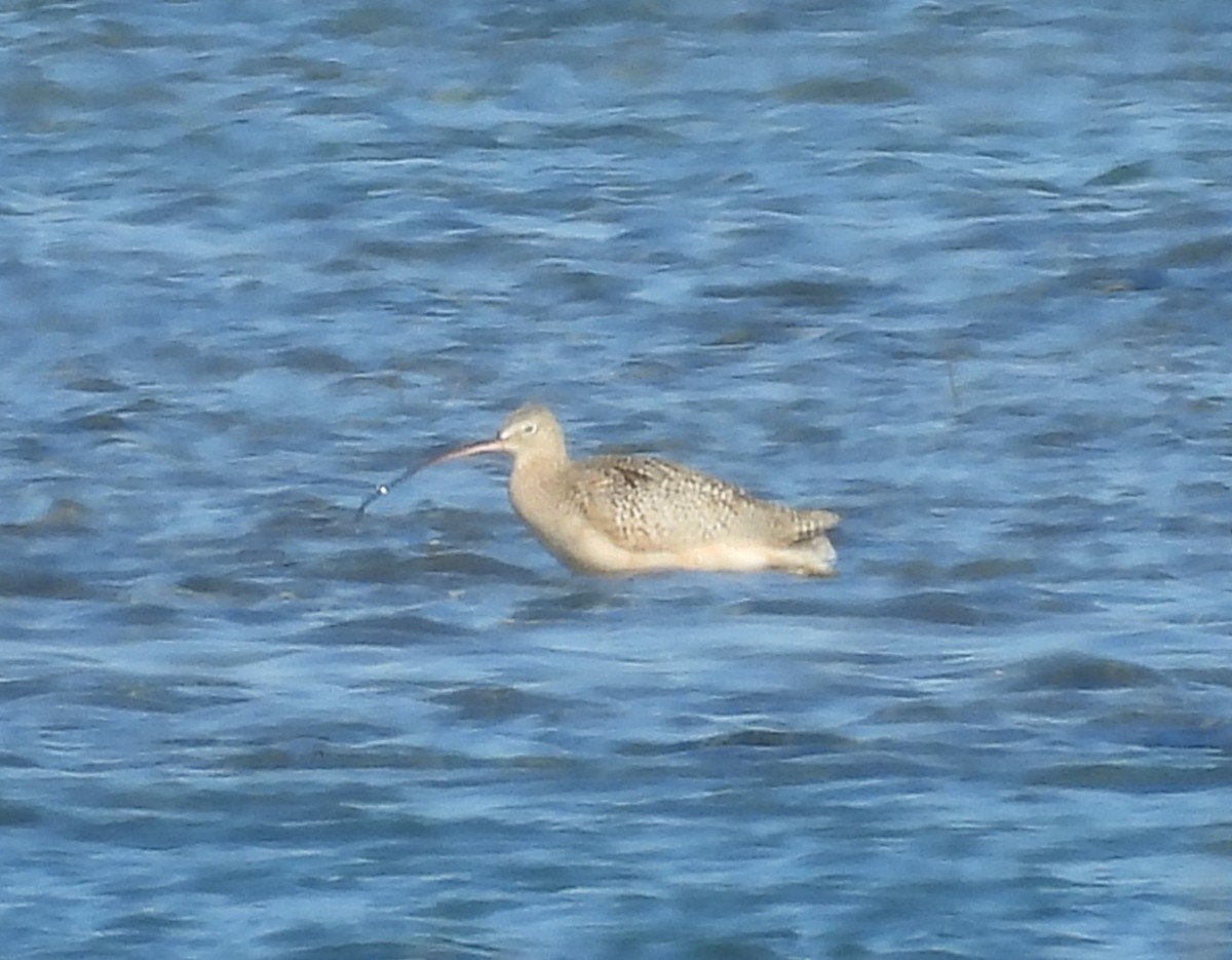 Long-billed Curlew - ML627832085