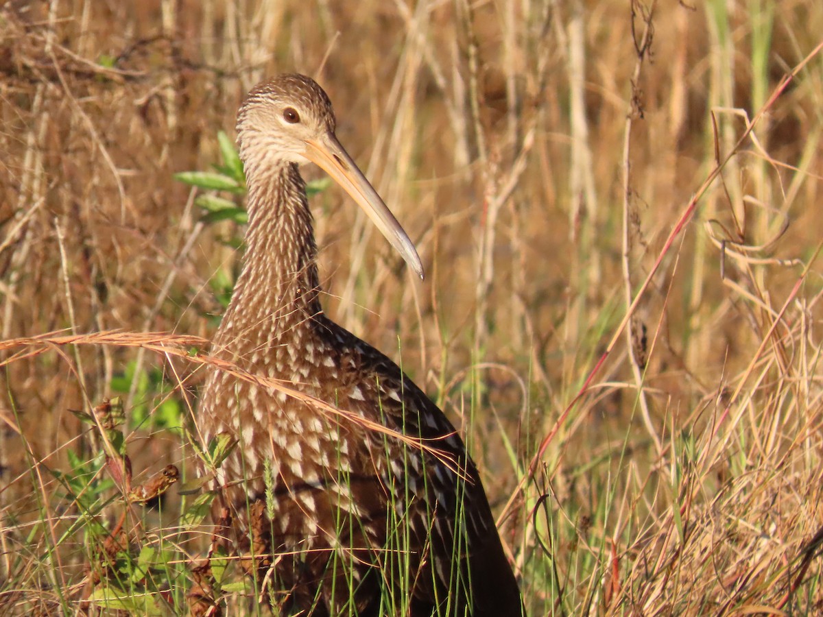 Limpkin - ML627832089