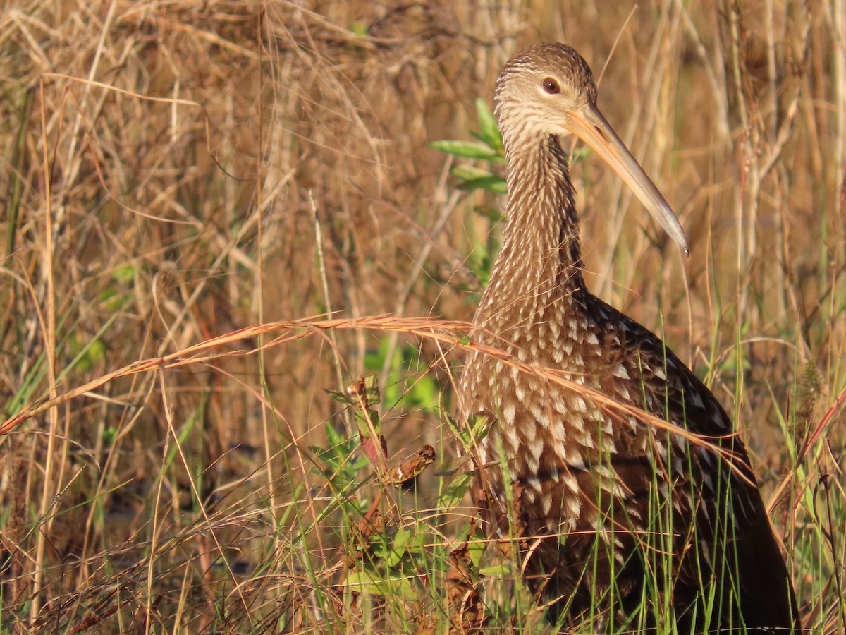 Limpkin - ML627832090