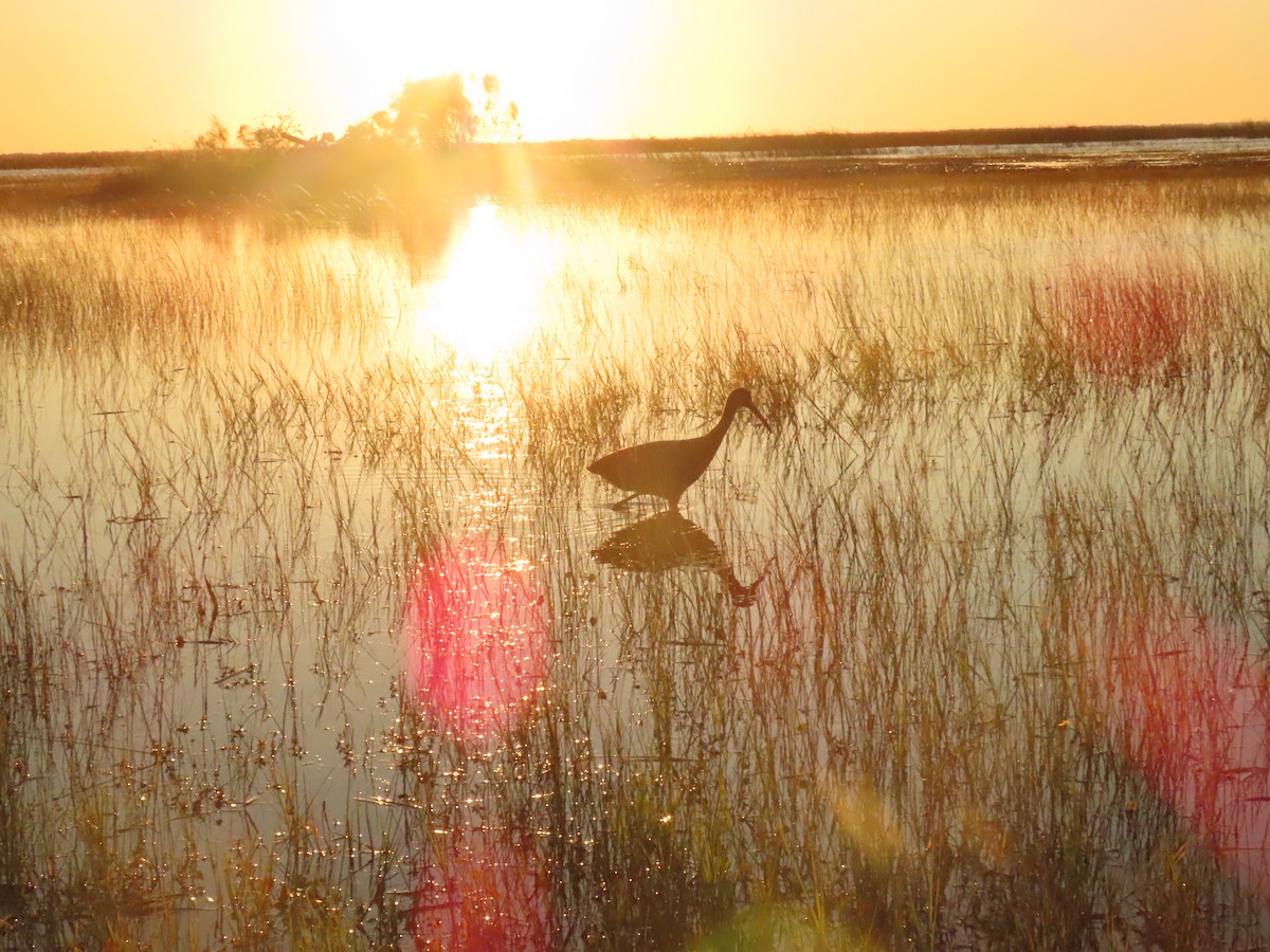 Limpkin - ML627832091