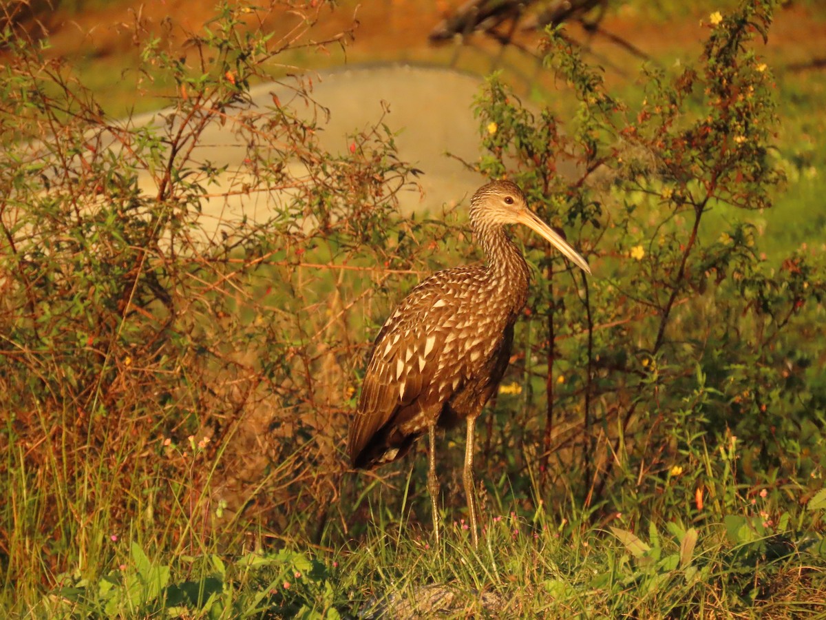 Limpkin - ML627832092