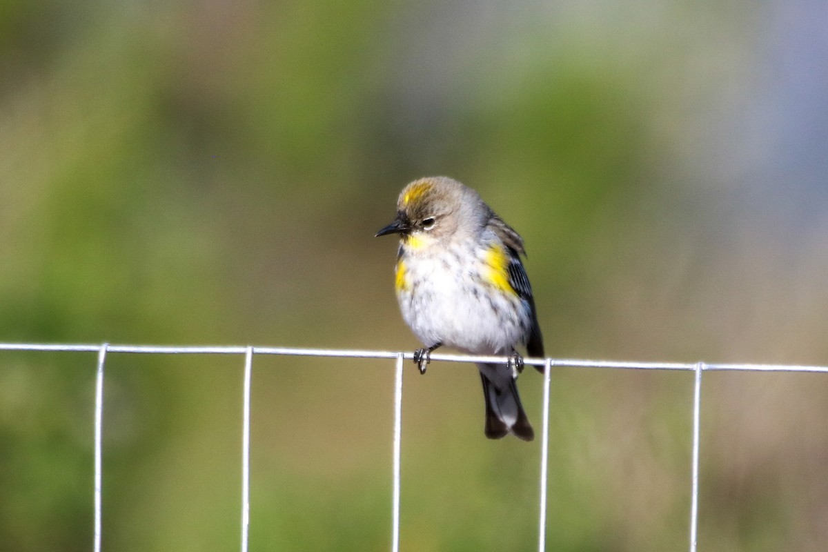 Yellow-rumped Warbler - ML627832111