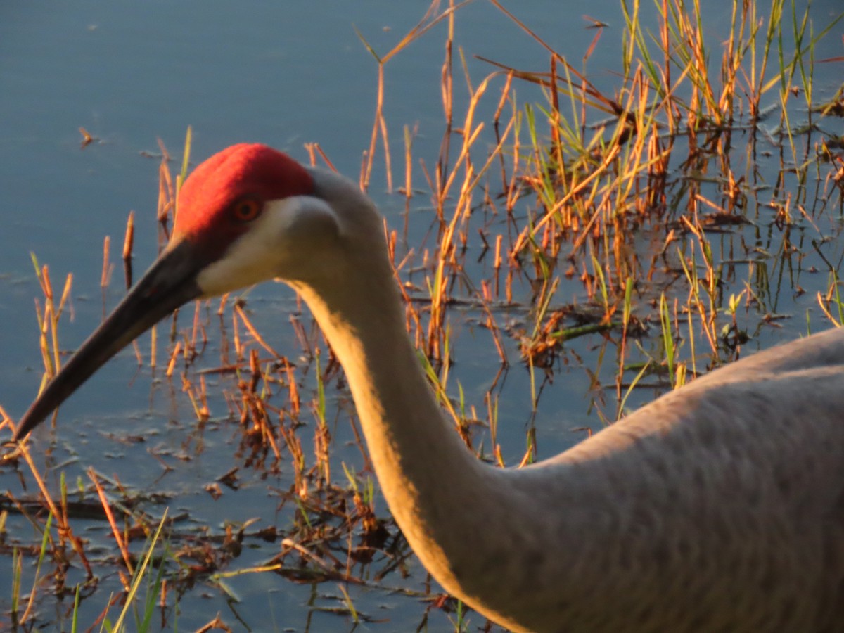 Sandhill Crane - ML627832122