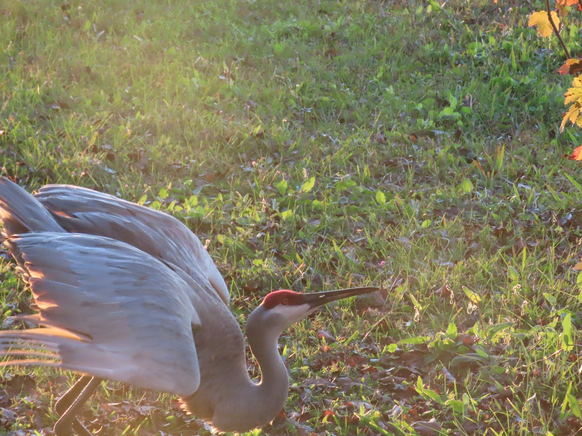 Sandhill Crane - ML627832123