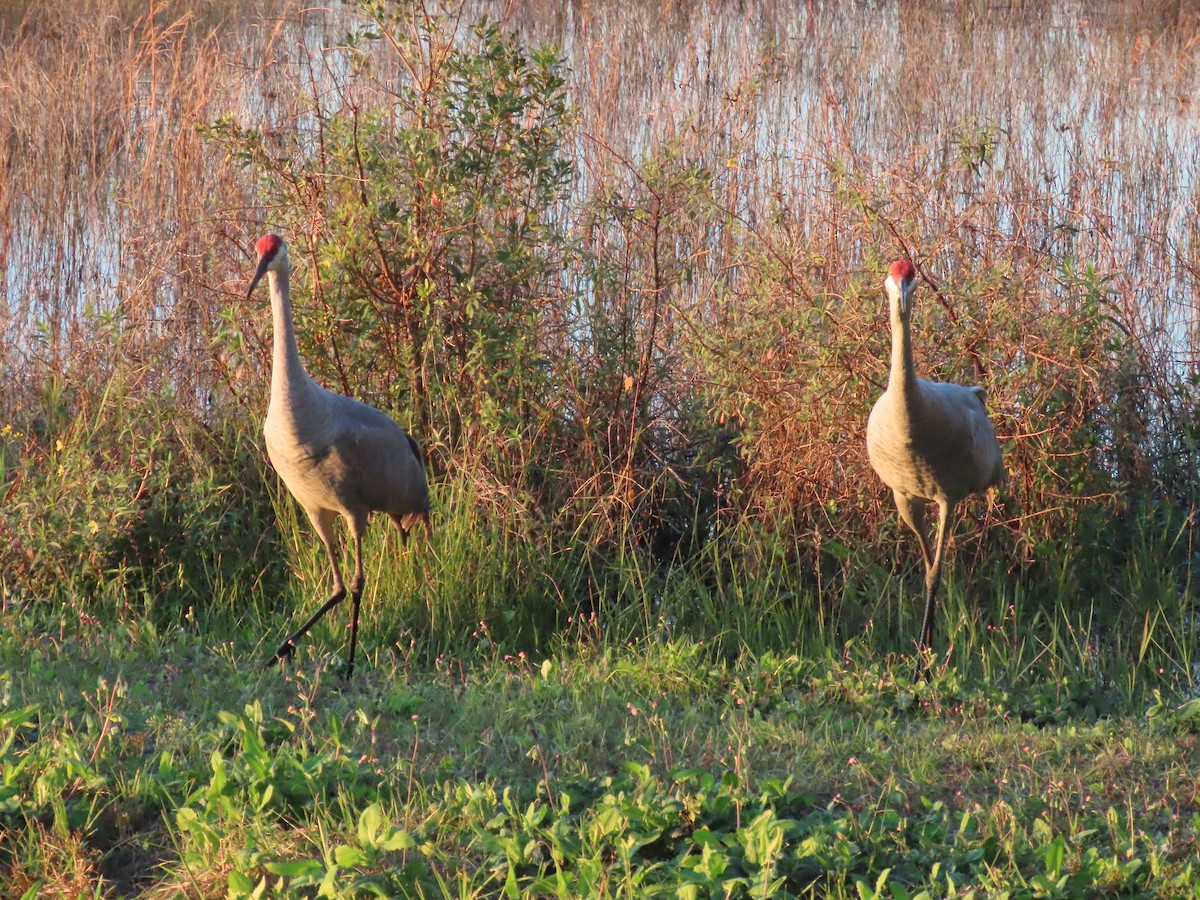 Sandhill Crane - ML627832124