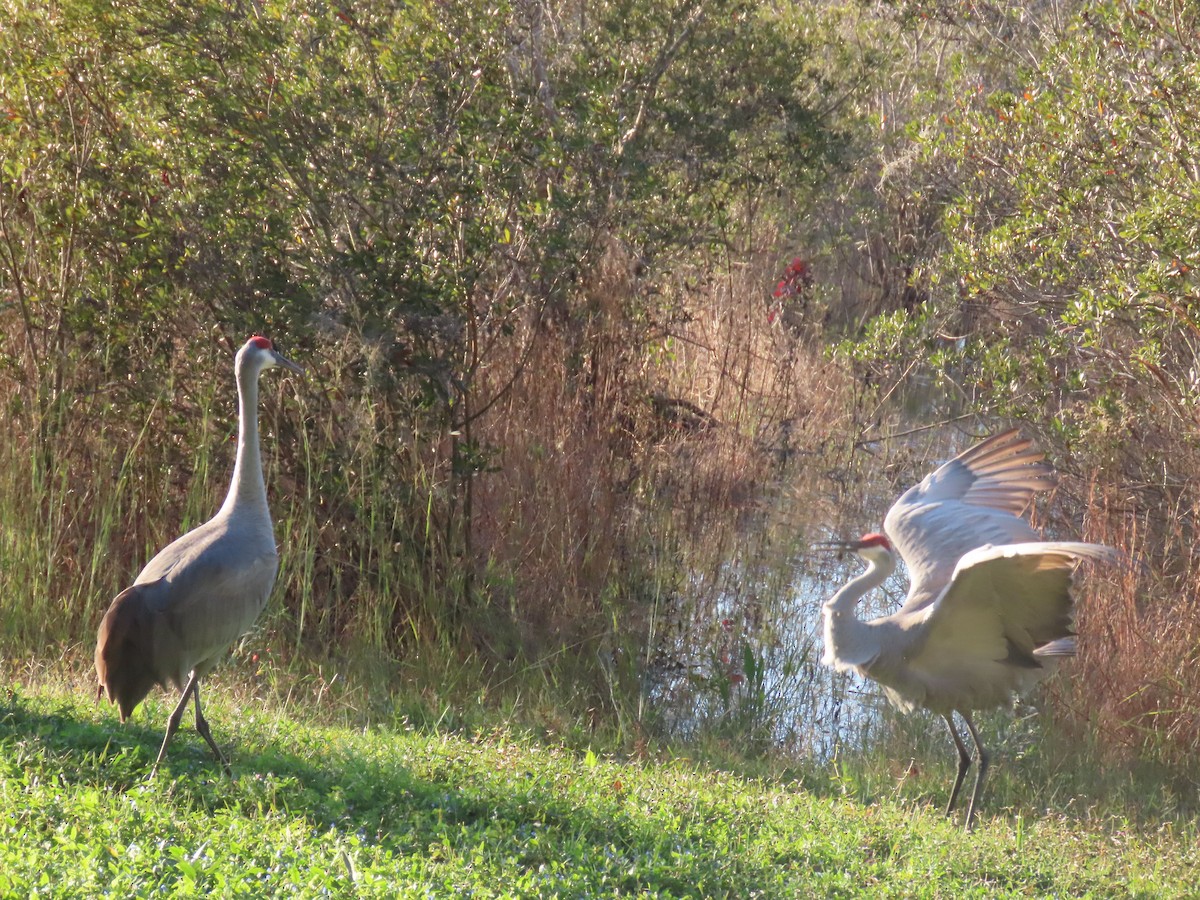 Sandhill Crane - ML627832125