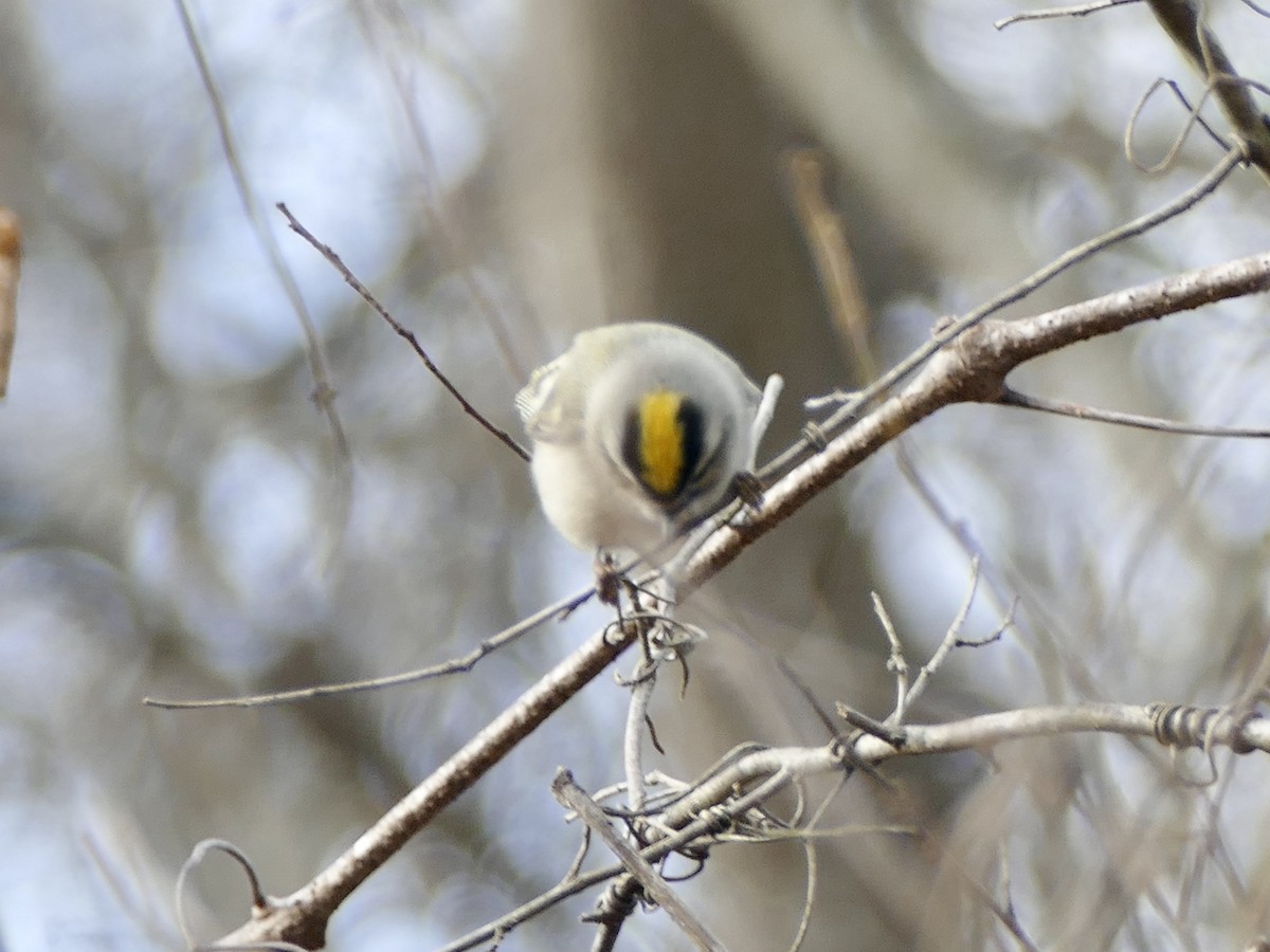 Golden-crowned Kinglet - ML627832166