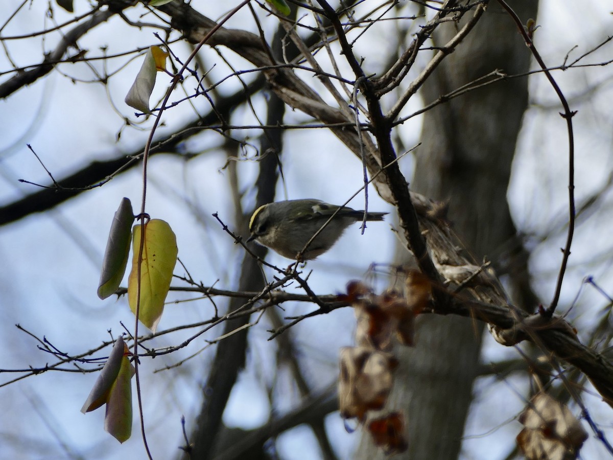 Golden-crowned Kinglet - ML627832167