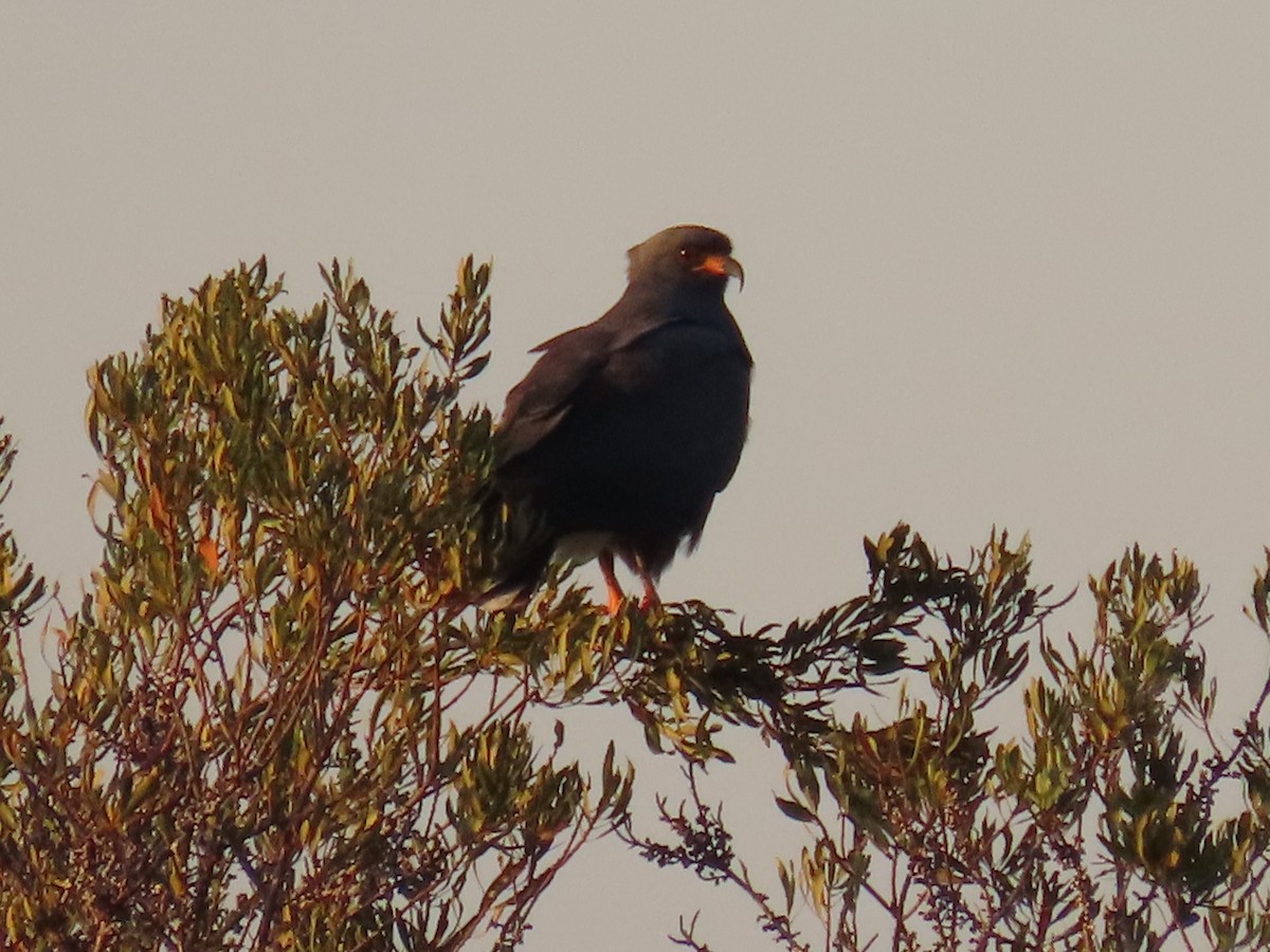 Snail Kite - ML627832168