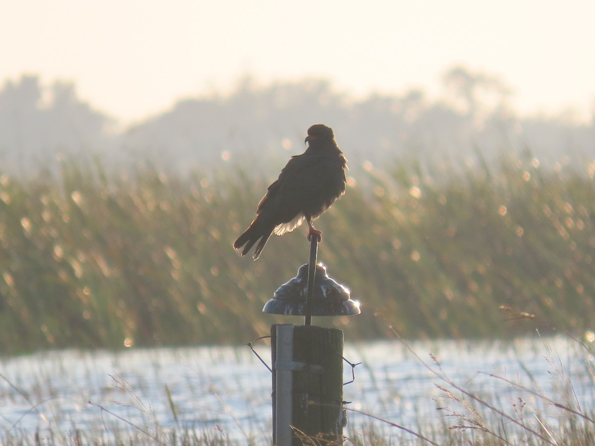 Snail Kite - ML627832169