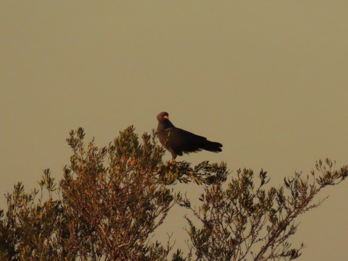 Snail Kite - ML627832170