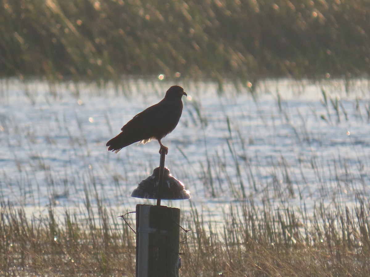 Snail Kite - ML627832173