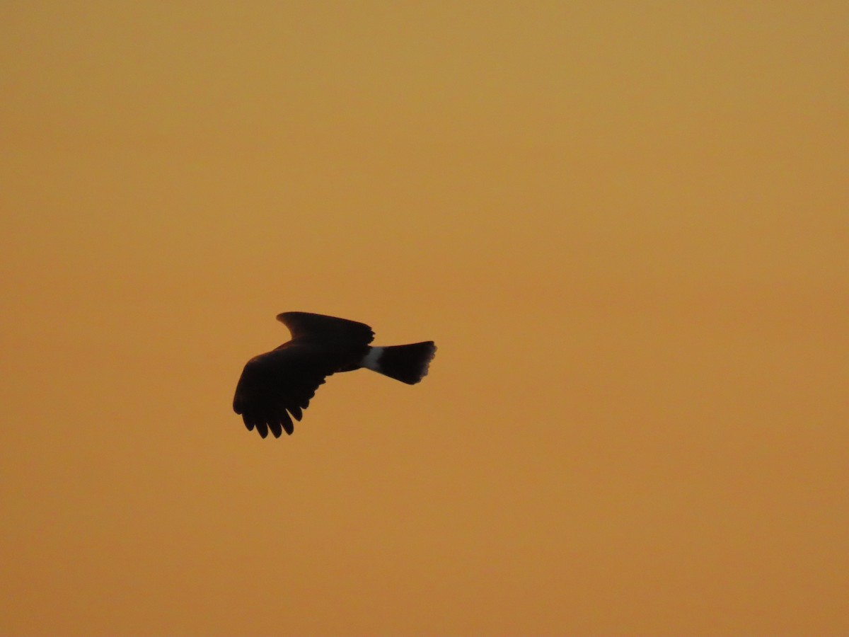 Snail Kite - ML627832174