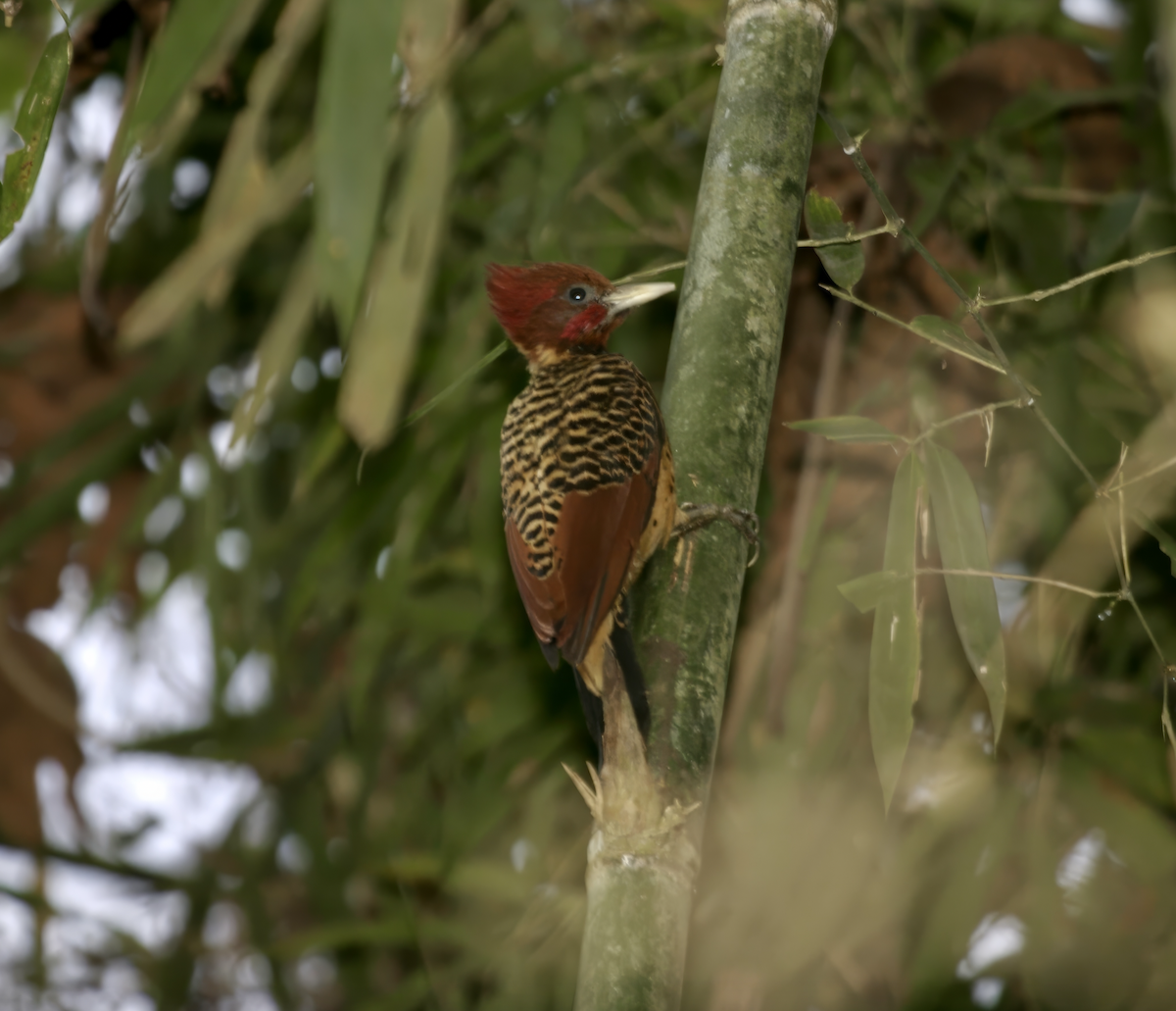 Rufous-headed Woodpecker - ML627832185