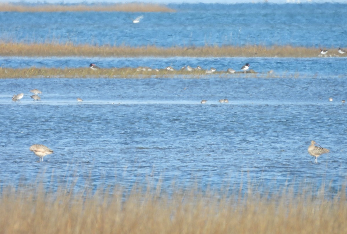 Long-billed Curlew - ML627832187