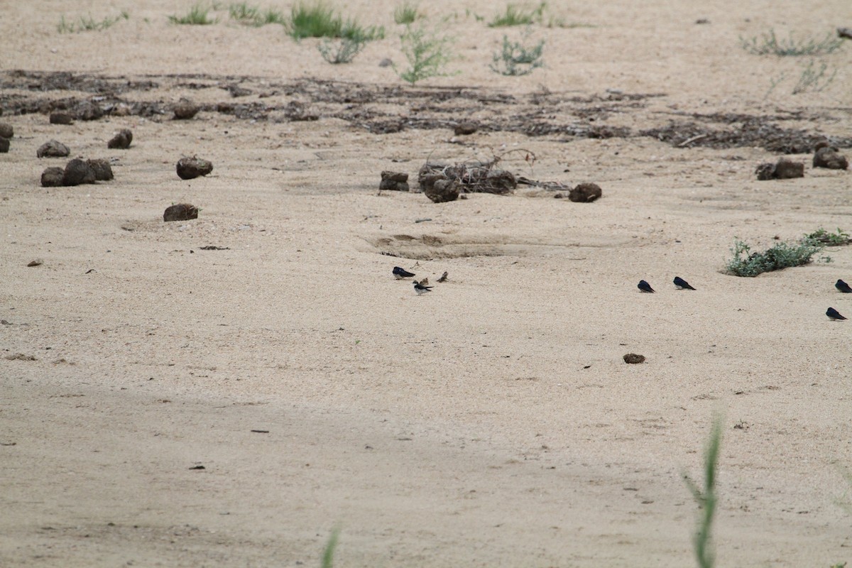 Gray-rumped Swallow - ML627832191