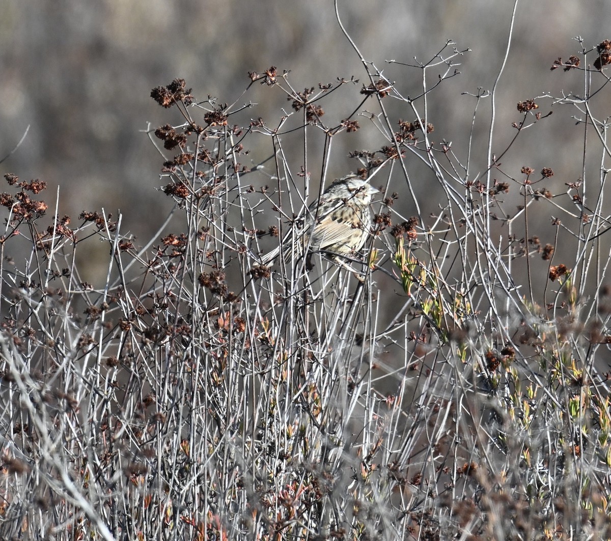 Song Sparrow - ML627832203