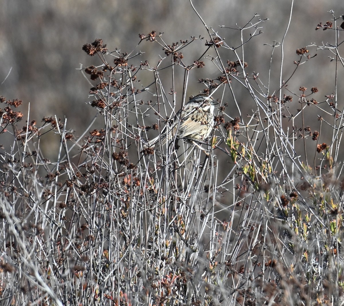 Song Sparrow - ML627832204