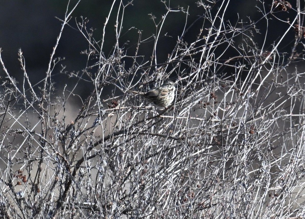 Song Sparrow - ML627832206