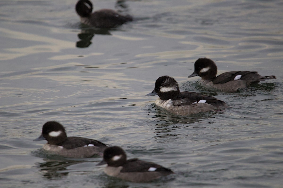 Bufflehead - ML627832214