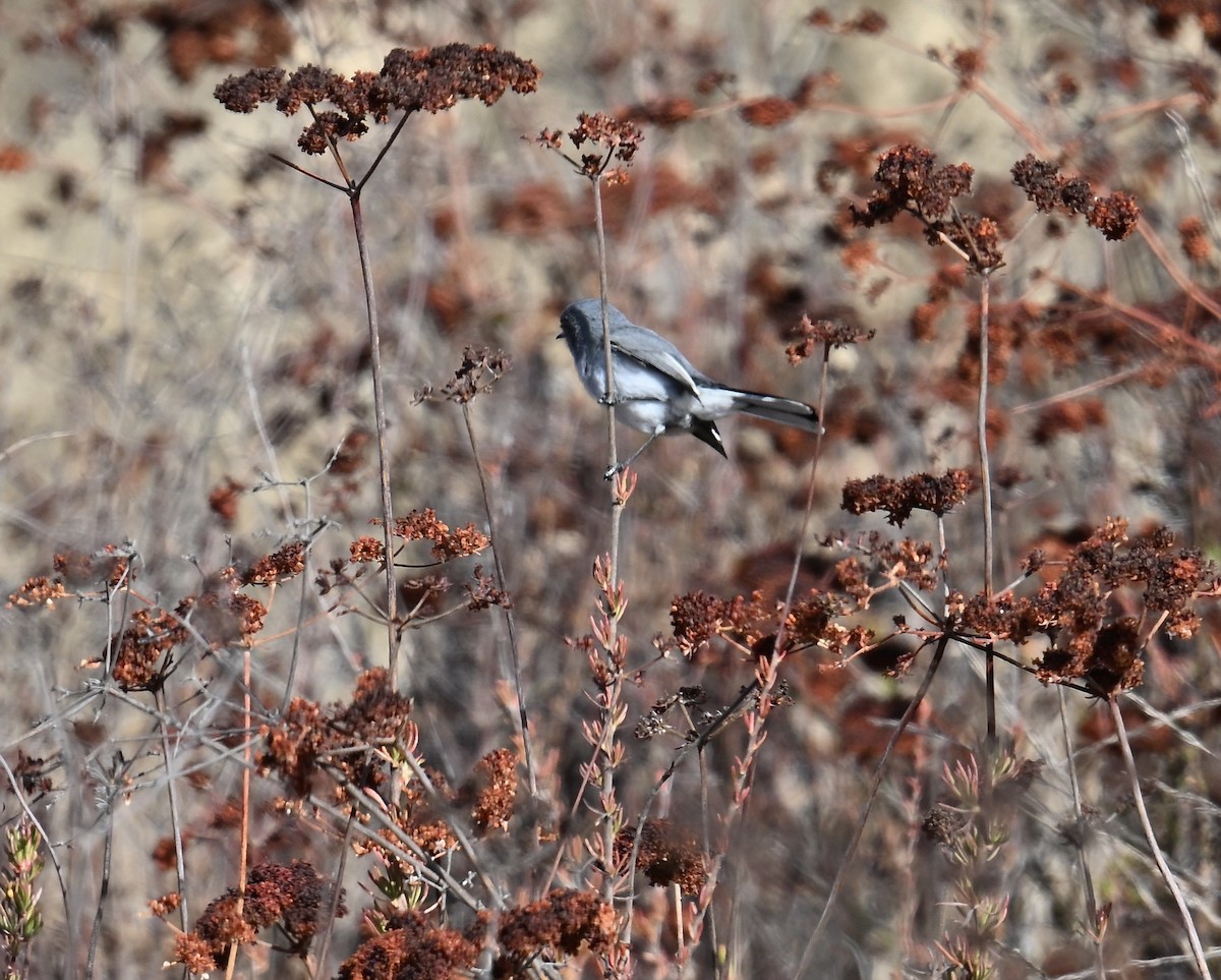 Blue-gray Gnatcatcher - ML627832232