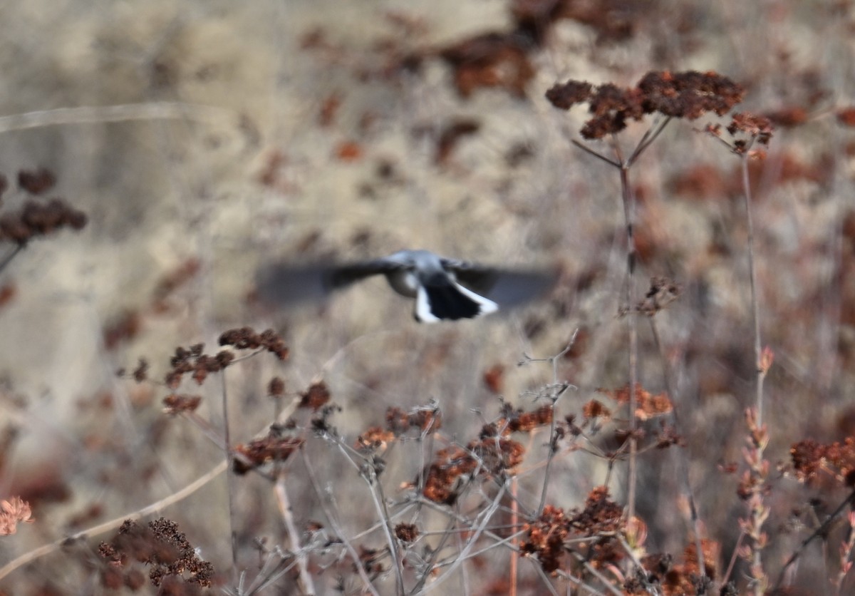 Blue-gray Gnatcatcher - ML627832234