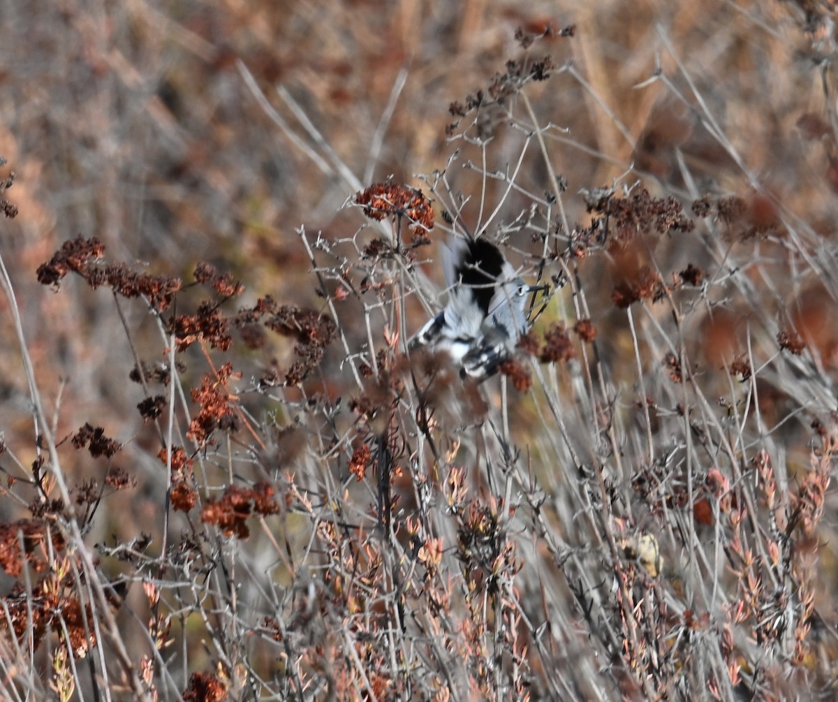 Blue-gray Gnatcatcher - ML627832235