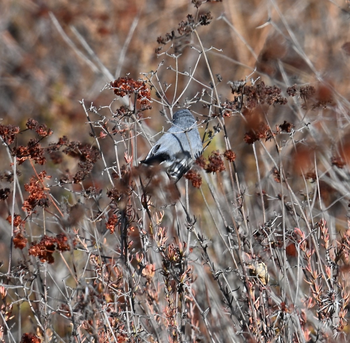 Blue-gray Gnatcatcher - ML627832236