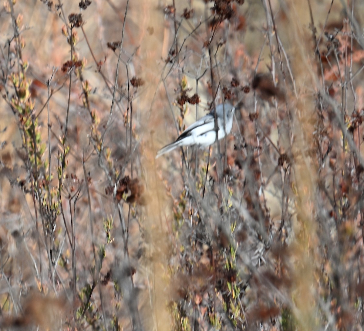 Blue-gray Gnatcatcher - ML627832237