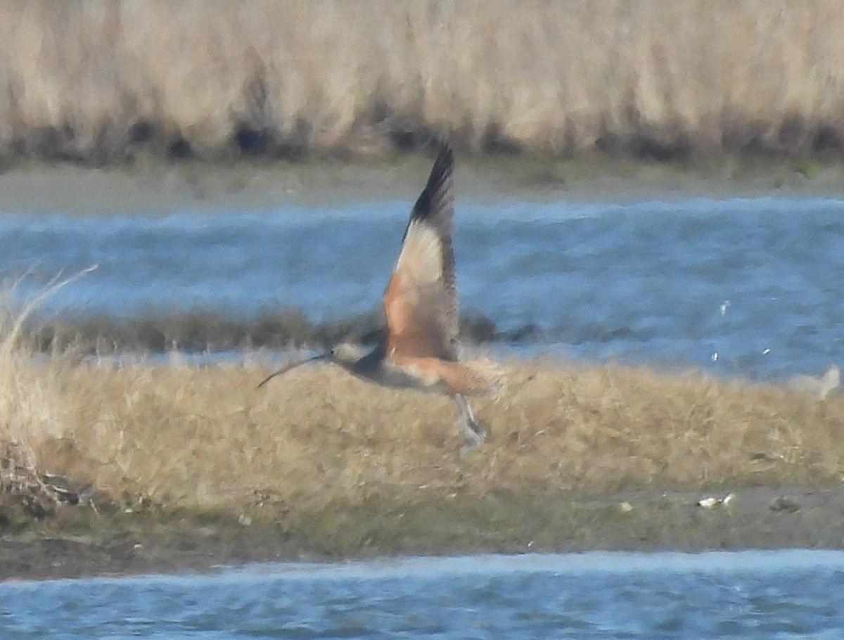 Long-billed Curlew - ML627832240