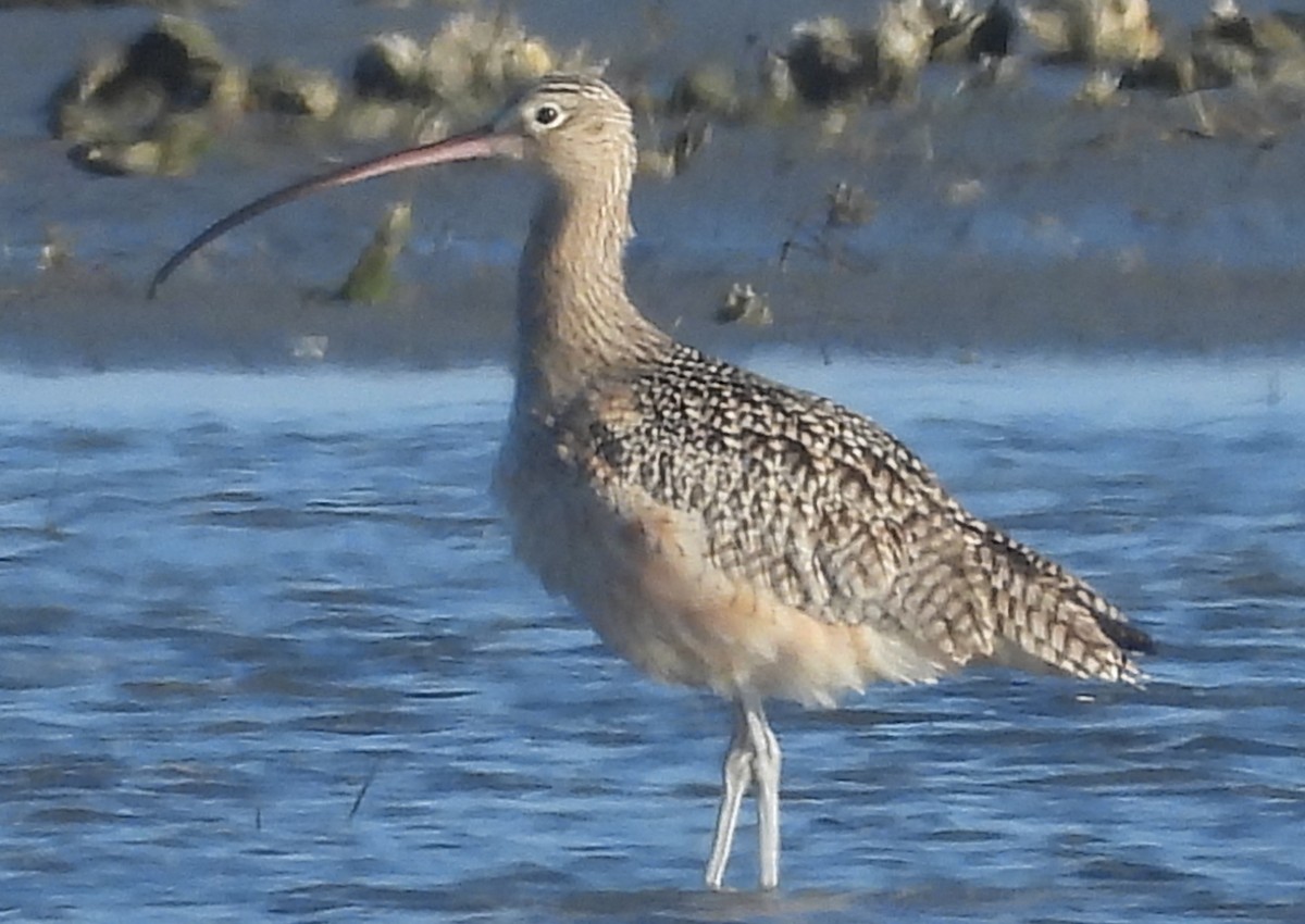 Long-billed Curlew - ML627832241