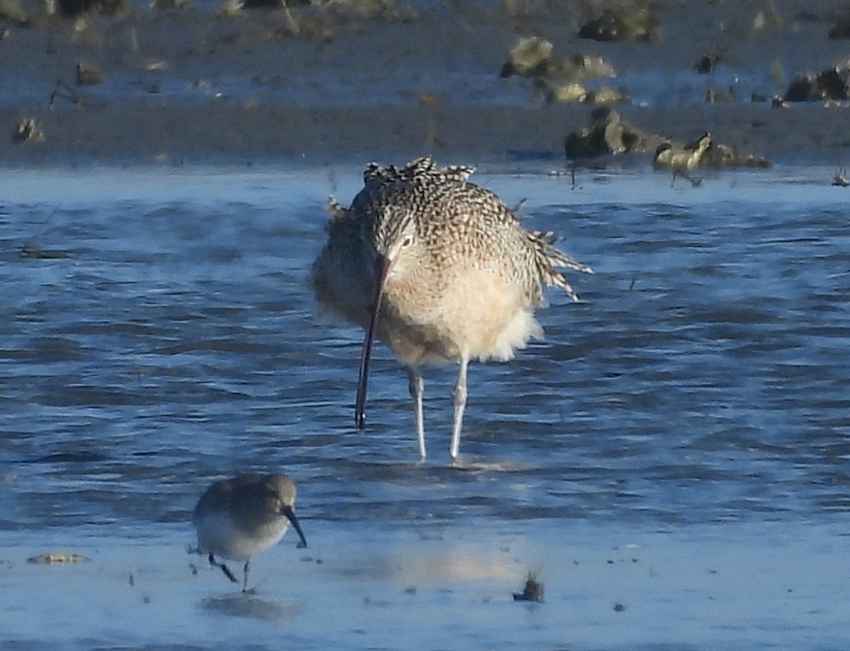 Long-billed Curlew - ML627832242